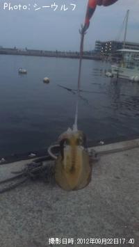 ¥¢¥ª¥ê¥¤¥«