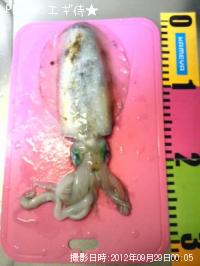 ¥¢¥ª¥ê¥¤¥«