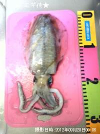 �����ꥤ��