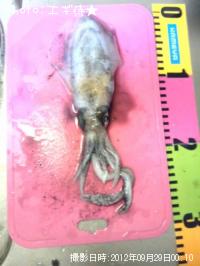 ¥¢¥ª¥ê¥¤¥«