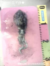 �����ꥤ��