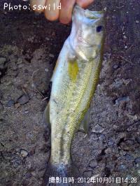 �֥�å��Х�