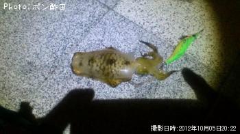 �����ꥤ��