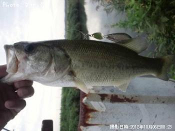 ブラックバス ナマズ