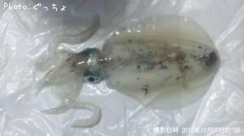 �����ꥤ��