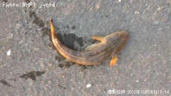 ¥Á¡¼¥Ð¥¹¡¢¥Þ¥´¥Á