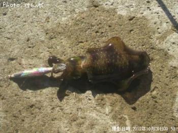 ¥¢¥ª¥ê¥¤¥«