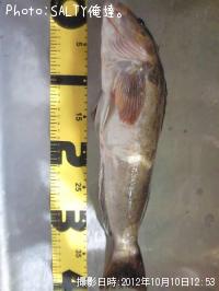 �����ʥ�