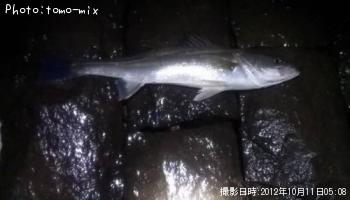 �����Х�