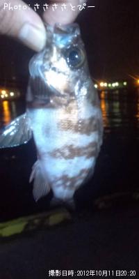 ��Х�������Х�