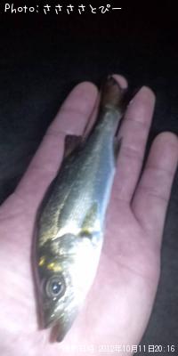 ��Х�������Х�