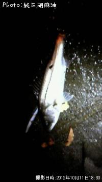 �����Х�