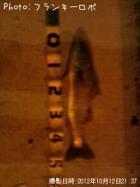 ���å�������