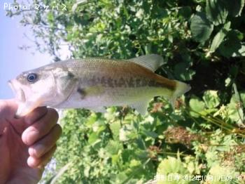 �֥�å��Х�