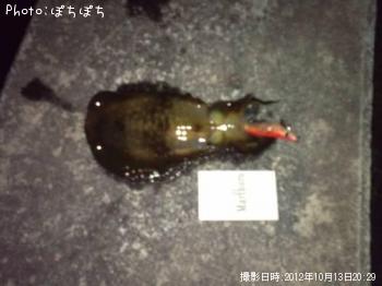 �����ꥤ��