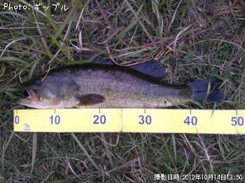 ¥Ö¥é¥Ã¥¯¥Ð¥¹