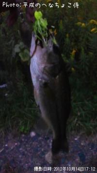 ¥Ö¥é¥Ã¥¯¥Ð¥¹