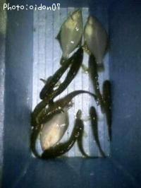 ���쥤���ϥ�