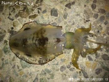 �����ꥤ��