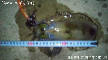 ¥¢¥ª¥ê¥¤¥«