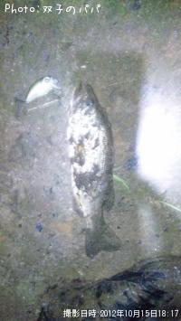 ¥Ö¥é¥Ã¥¯¥Ð¥¹