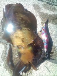 ¥¢¥ª¥ê¥¤¥«