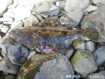 ¥Ò¥é¥á¤Î»Ò