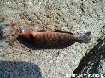 �����ʥ�