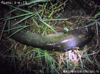 ¥Ö¥é¥Ã¥¯¥Ð¥¹¡¡¥Ê¥Þ¥º