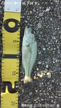 �֥�å��Х�