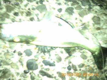 �����Х�