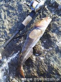 �����ʥ�