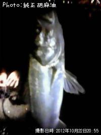 �����Х�