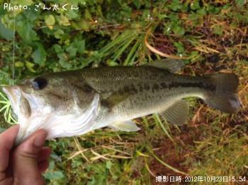 �֥�å��Х�