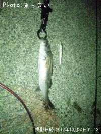 ¥·¡¼¥Ð¥¹¡Ê¾Ð¡Ë