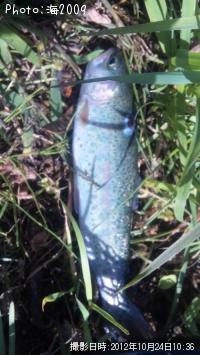 ¥ì¥¤¥ó¥Ü¡¼¥È¥é¥¦¥È