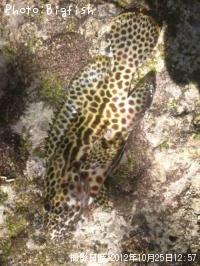 �����ϥ�