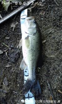 ¥Ö¥é¥Ã¥¯¥Ð¥¹