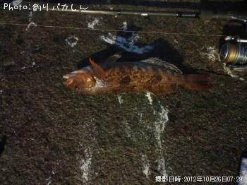 �����ʥ�