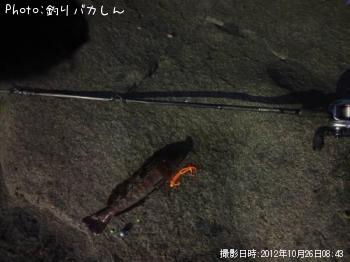 �����ʥ�