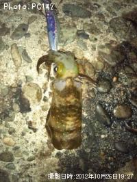 ¥¢¥ª¥ê¥¤¥«