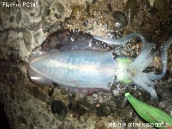 ¥¢¥ª¥ê¥¤¥«