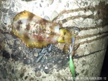 ¥¢¥ª¥ê¥¤¥«