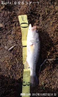 ¥Ö¥é¥Ã¥¯¥Ð¥¹