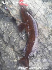 �����ʥ�