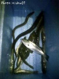 ¥»¥¤¥´¡¦¥«¥ì¥¤¡¦¥¢¥Ê¥´¡¦¥Ï¥¼