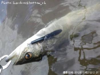 �����Х�