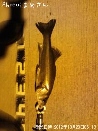 �����Х�