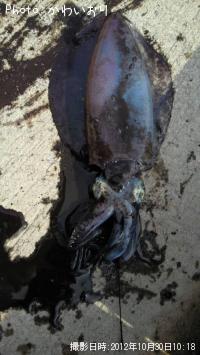 �����ꥤ��