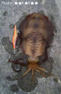 ¥¢¥ª¥ê¥¤¥«